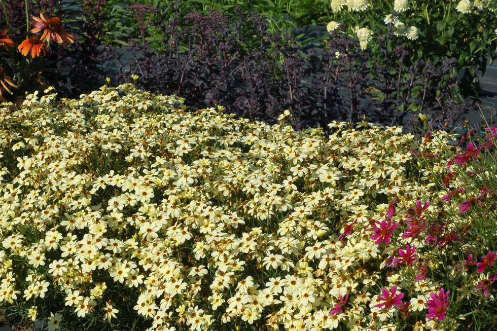 Кореопсис ланцетовидный Buttermilk Кореопсис ланцетовидный Buttermilk