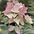 Гортензия метельчатая Tickled Pink