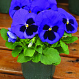 Виола крупноцветковая Маммот Блу-ти-фул Виола крупноцветковая Маммот Блу-ти-фул