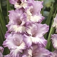 Гладиолус Blue Frost