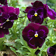 Виола крупноцветковая Колоссус Неон Виолет Виола крупноцветковая Колоссус Неон Виолет