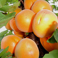 Абрикос обыкновенный Любительский Абрикос обыкновенный Любительский