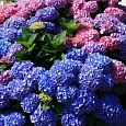 Гортензия крупнолистная Bouquet Rose