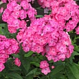 Флокс Метельчатый Клавдия