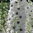 Дельфиниум (живокость) культурный Magic Fountains White with Dark Bee