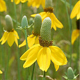 Ратибида колоновидная Цветок прерий Ратибида колоновидная Цветок прерий
