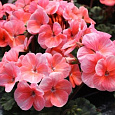 Пеларгония зональная Нано Салмон Пеларгония зональная Нано Салмон