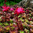 Седум ложный Малиновый