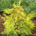 Можжевельник обыкновенный Голд Коне