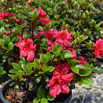 Азалия японская Викс Скарлет Азалия японская Викс Скарлет