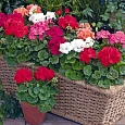 Пеларгония зональная Нано Микс