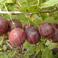 Крыжовник Смена Крыжовник Смена