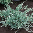 Можжевельник средний Пфитцериана Глаука
