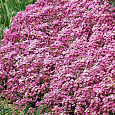 Алиссум Розовая королева Алиссум Розовая королева