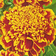 Бархатцы отклоненные махровые Двухцветный гигант Бархатцы отклоненные махровые Двухцветный гигант