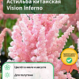 Астильба китайская Vision Inferno Астильба китайская Vision Inferno
