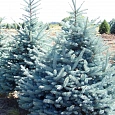 Ель колючая Мисти Блю Ель колючая Мисти Блю