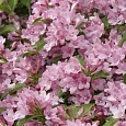 Вейгела цветущая Rosea