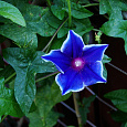 Ипомея Пикоти синяя