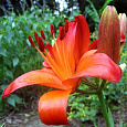 Лилия Азиатская Gran Paradiso