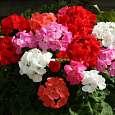 Пеларгония зональная Горизонт Микс Пеларгония зональная Горизонт Микс