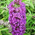 Буддлея давида Nanho Purple