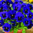 Виола крупноцветковая Маммот Блу-ти-фул Виола крупноцветковая Маммот Блу-ти-фул