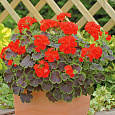 Пеларгония зональная Блэк Вельвет Скарлет Пеларгония зональная Блэк Вельвет Скарлет