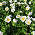 Портулак крупноцветковый Солнечная страна белый