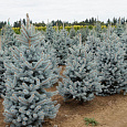 Ель колючая Блю Монтейн Ель колючая Блю Монтейн