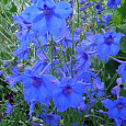 Дельфиниум крупноцветковый Голубая бабочка Дельфиниум крупноцветковый Голубая бабочка