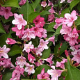 Вейгела цветущая Букет Роуз Вейгела цветущая Букет Роуз
