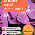 Барвинок малый Атропурпуреа Барвинок малый Атропурпуреа