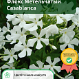 Флокс Метельчатый Casablanca