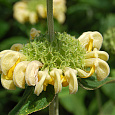 Зопник русский Creme Yellow Зопник русский Creme Yellow
