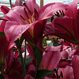 Лилия ОТ-гибрид Пурпл Принц