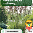 Молиния голубая Heidezwerg