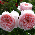 Роза Кустовая Wisley 2008
