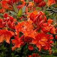 Азалия гибридная Хотспур ред Азалия гибридная Хотспур ред