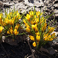 Крокус Ботанический Fuscotinctus