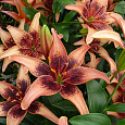 Лилия азиатская Танго Уислер Лилия азиатская Танго Уислер