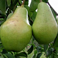 Груша плодовая Феерия