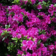 Азалия японская Geisha Purple