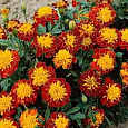 Бархатцы отклоненные махровые Петит гармония Бархатцы отклоненные махровые Петит гармония