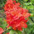 Азалия гибридная Хотспур ред Азалия гибридная Хотспур ред