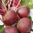 Свёкла столовая Креолка Свёкла столовая Креолка