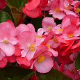 Бегония клубневая Нонстоп Пинк