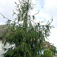 Ель Cranstonii
