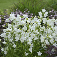 Колокольчик (Кампанула) персиколистный Takion White