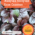 Живучка ползучая Браун Хетс Живучка ползучая Браун Хетс